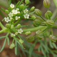 Cyclospermum leptophyllum (Pers.) Sprague ex Britton & P.Wilson